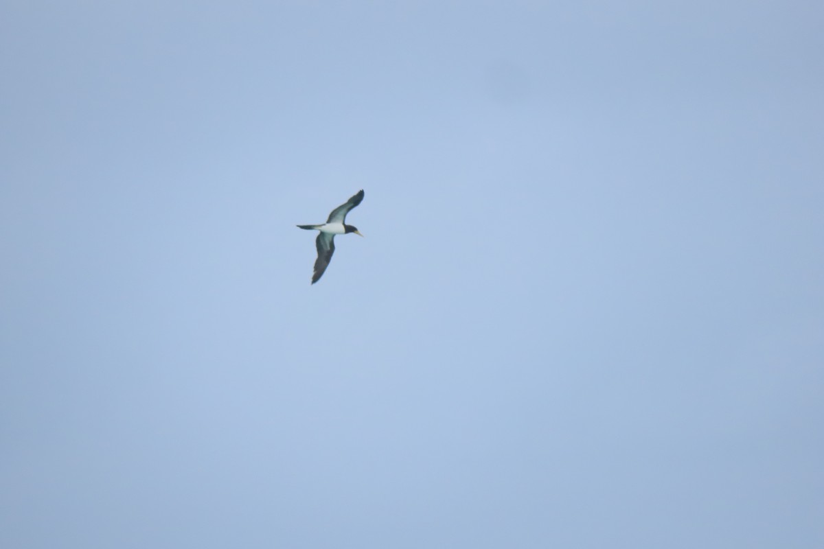 Brown Booby - ML606670971