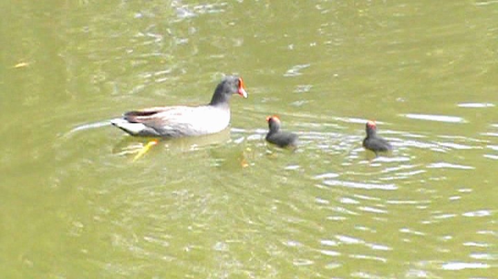 Common Gallinule - Carlos Eduardo Gussoni