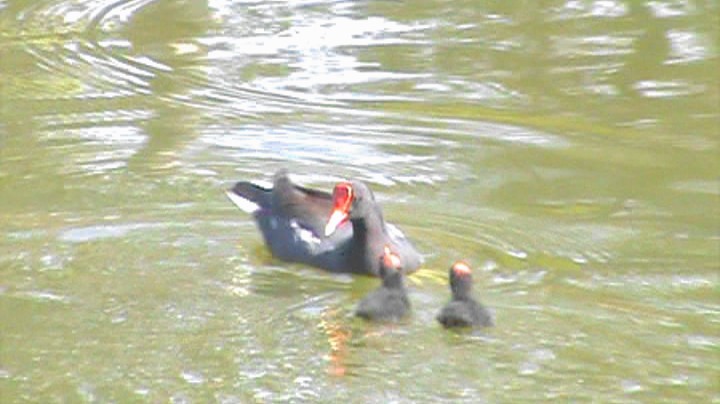 Common Gallinule - Carlos Eduardo Gussoni