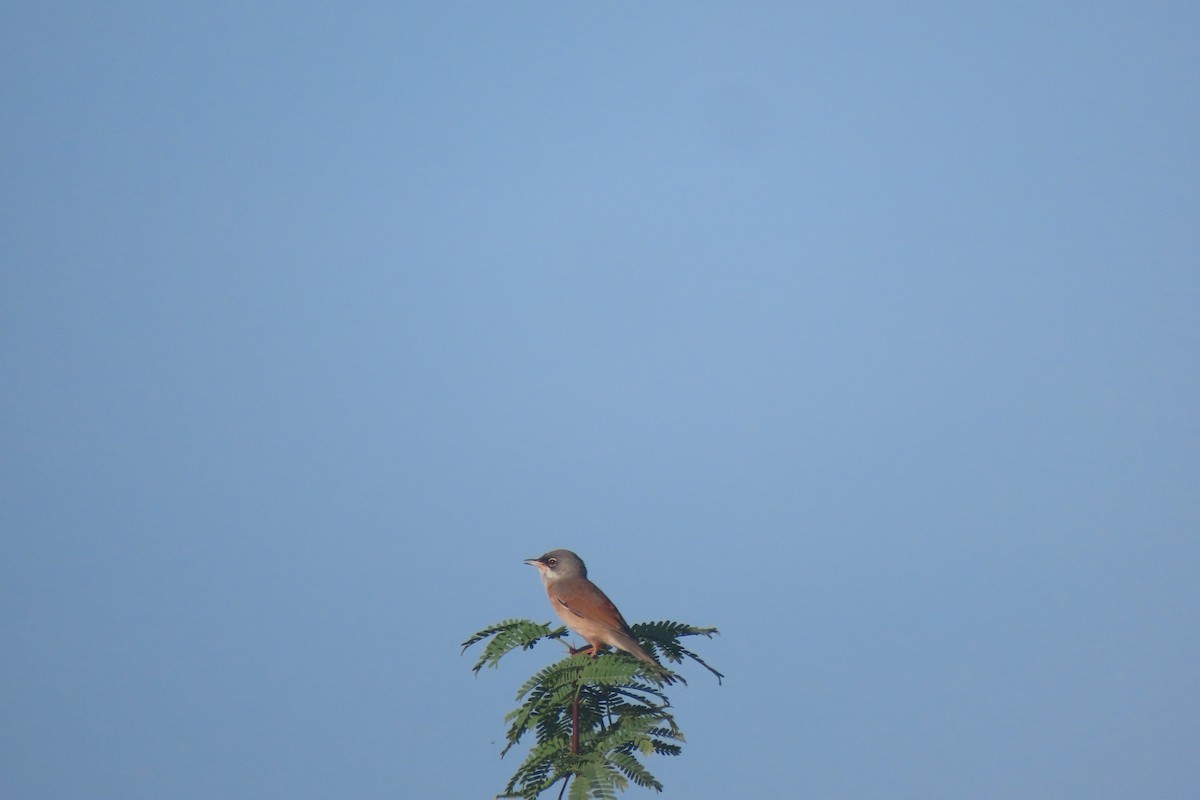 Spectacled Warbler - Matt  Doyle