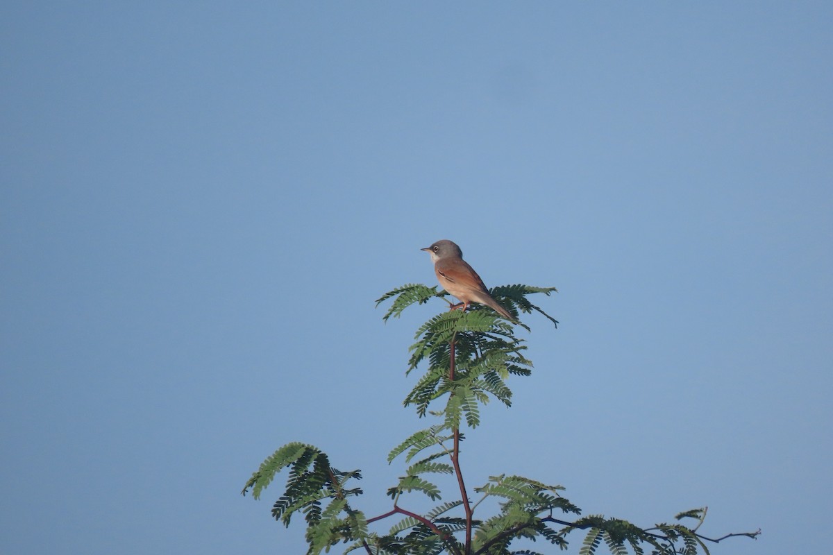 Spectacled Warbler - Matt  Doyle