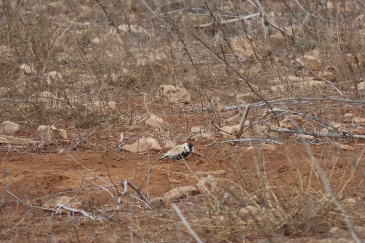 Black-crowned Sparrow-Lark - Matt  Doyle