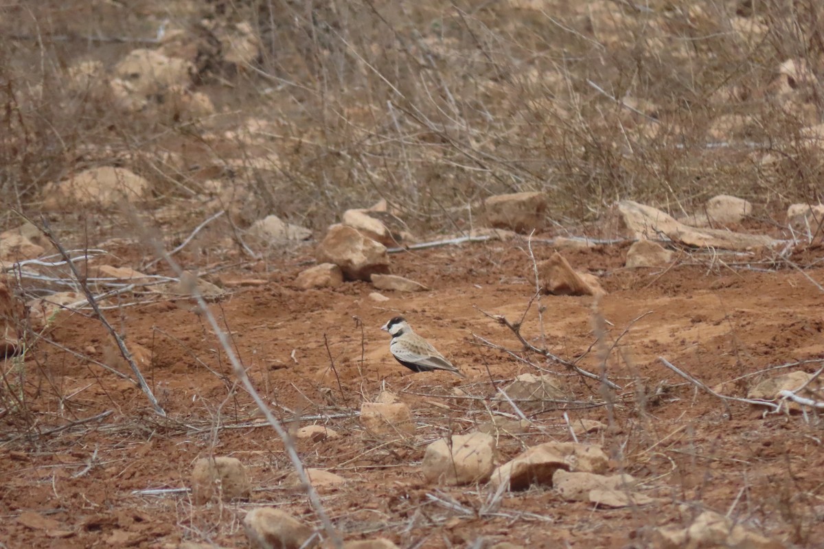 Black-crowned Sparrow-Lark - Matt  Doyle