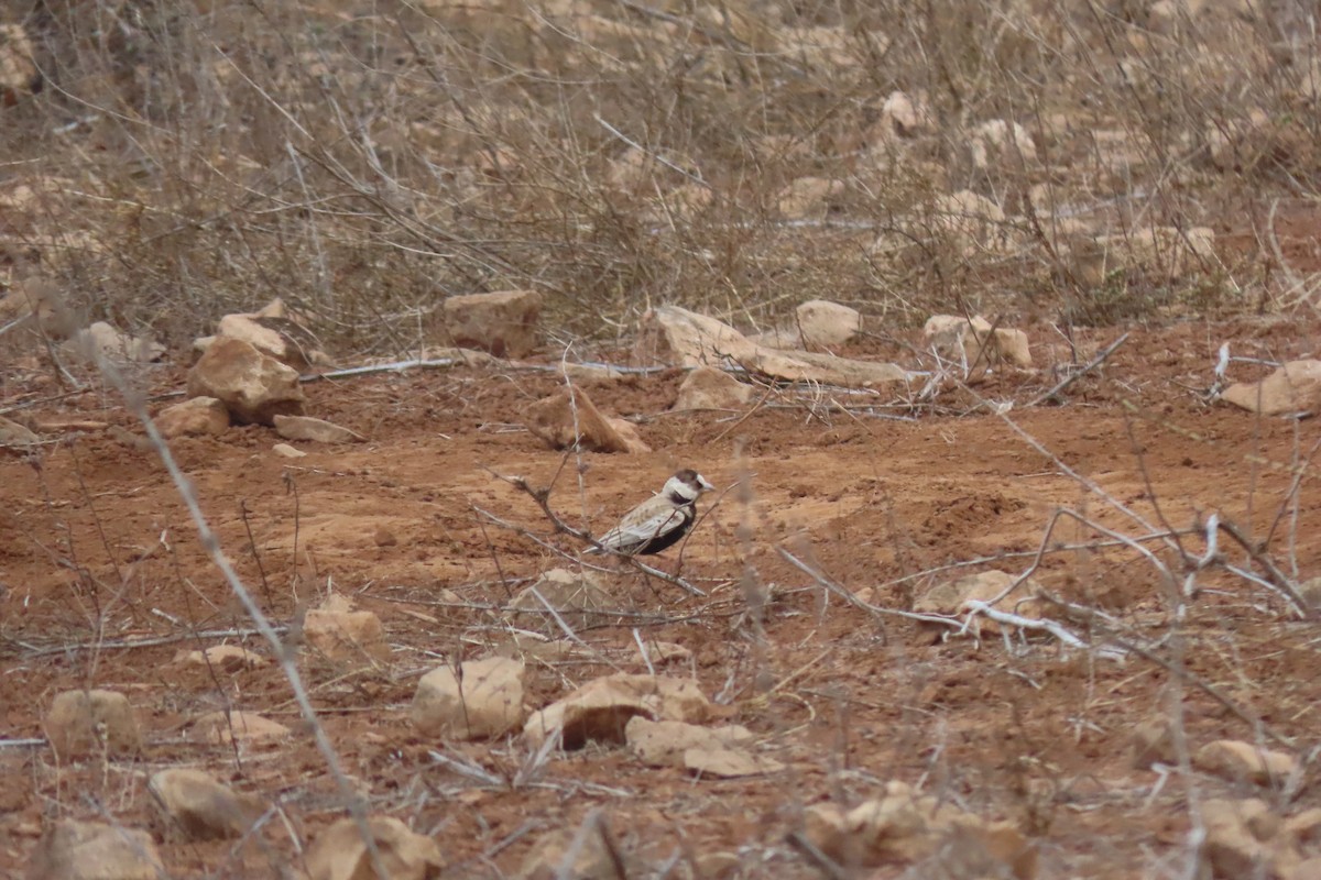 Black-crowned Sparrow-Lark - Matt  Doyle