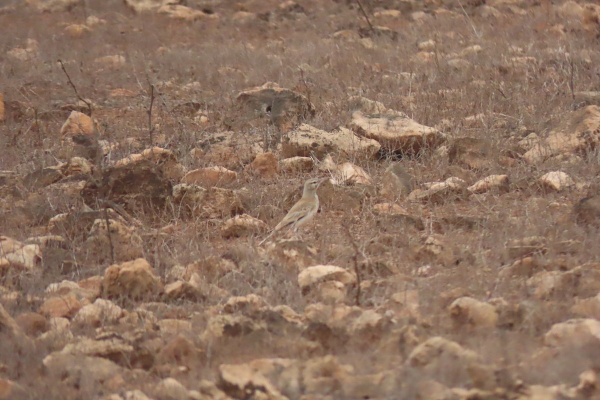 Greater Hoopoe-Lark (Cape Verde) - Matt  Doyle