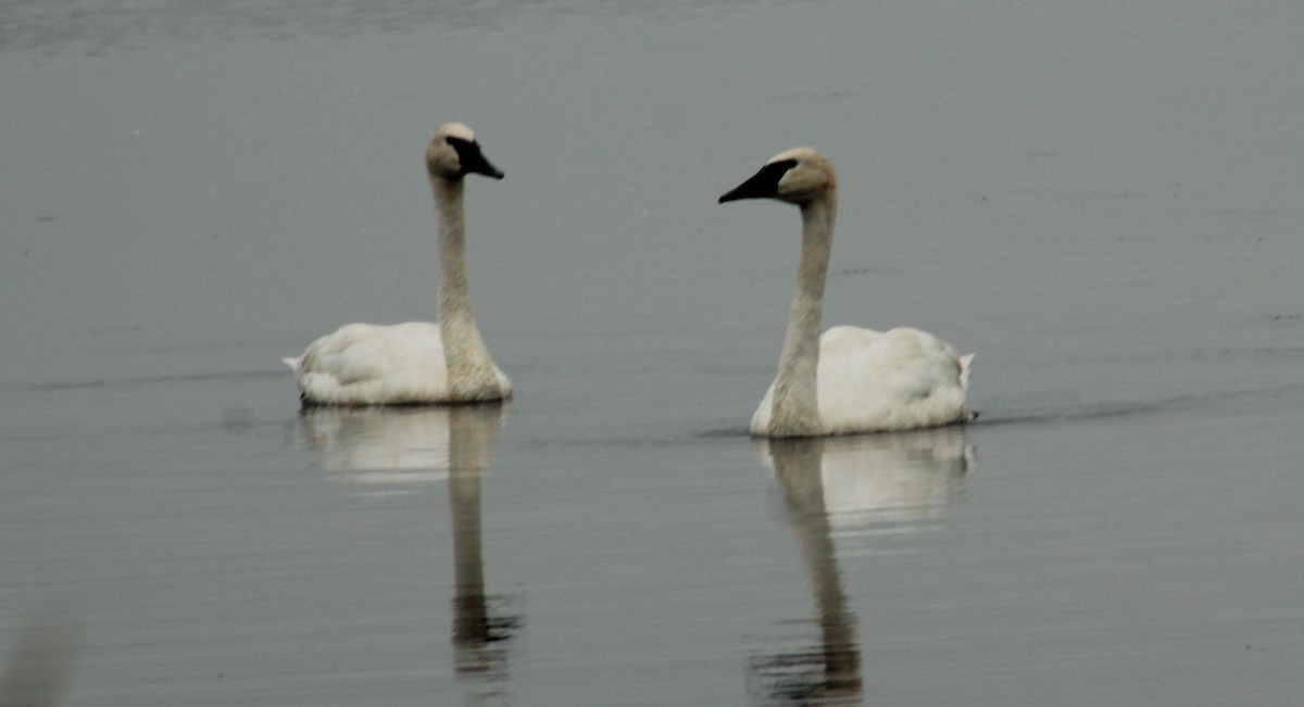 Trumpeter Swan - ML606673961