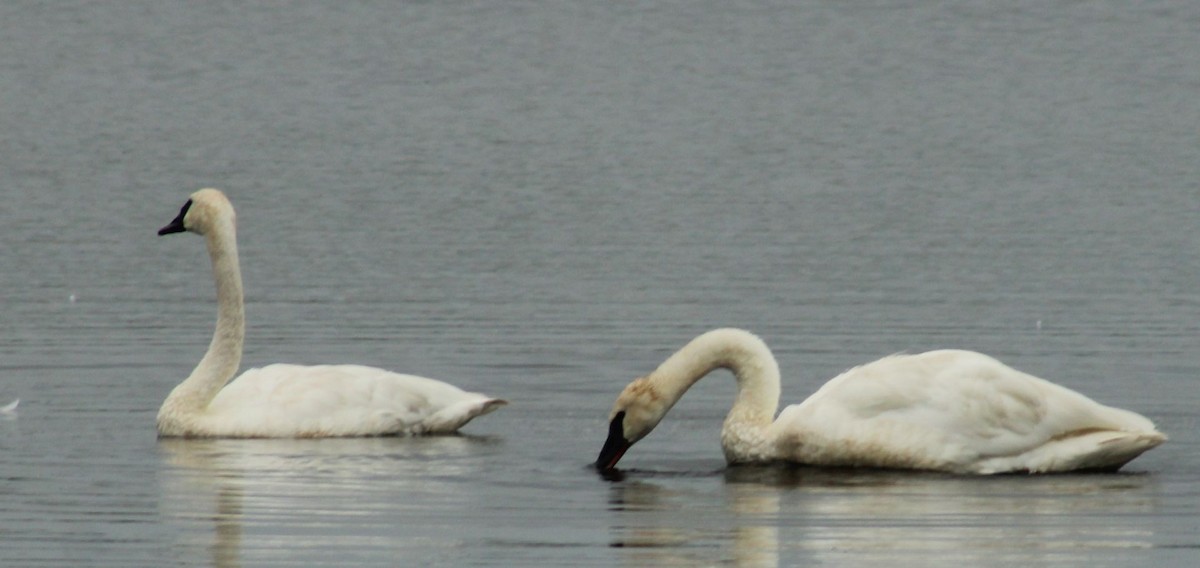 Trumpeter Swan - ML606673971