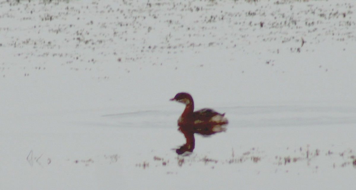 Pied-billed Grebe - Paul Oehrlein