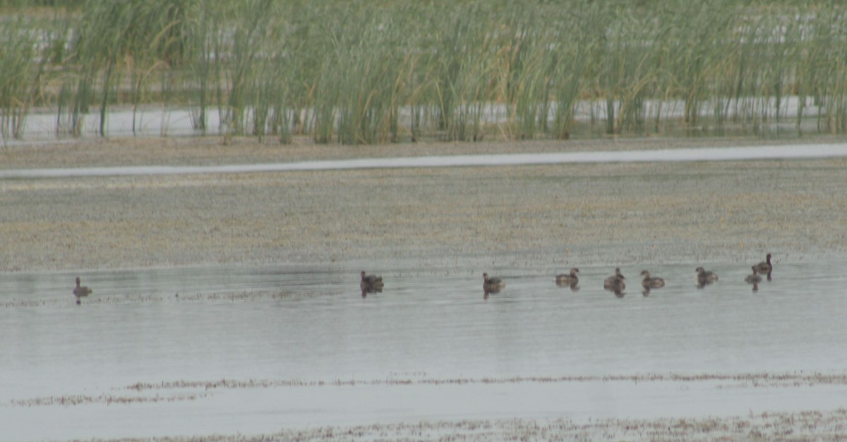 Pied-billed Grebe - ML606674031