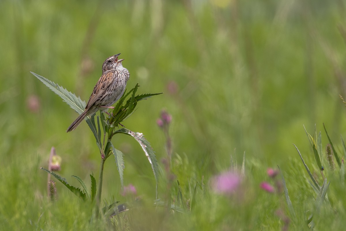 Sierra Madre Sparrow - ML606674061