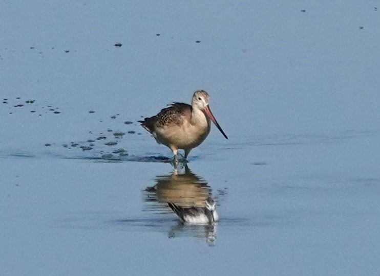 Marbled Godwit - ML606674621