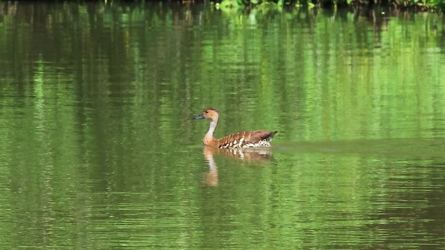 Dendrocygne des Antilles - ML606675561