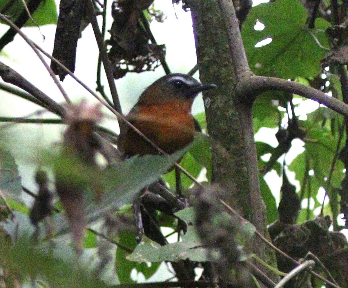 Archer's Robin-Chat - ML606677291