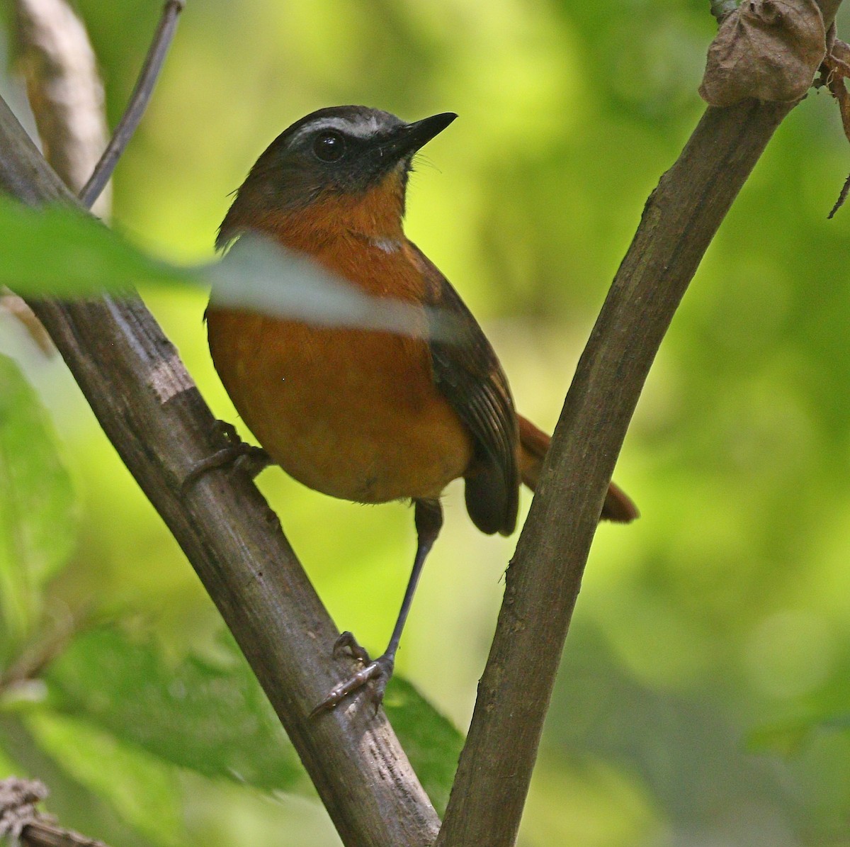 Archer's Robin-Chat - ML606677341