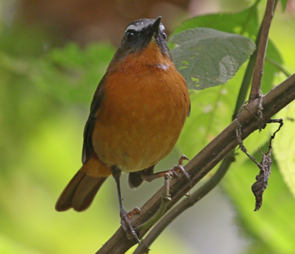 Archer's Robin-Chat - ML606677361