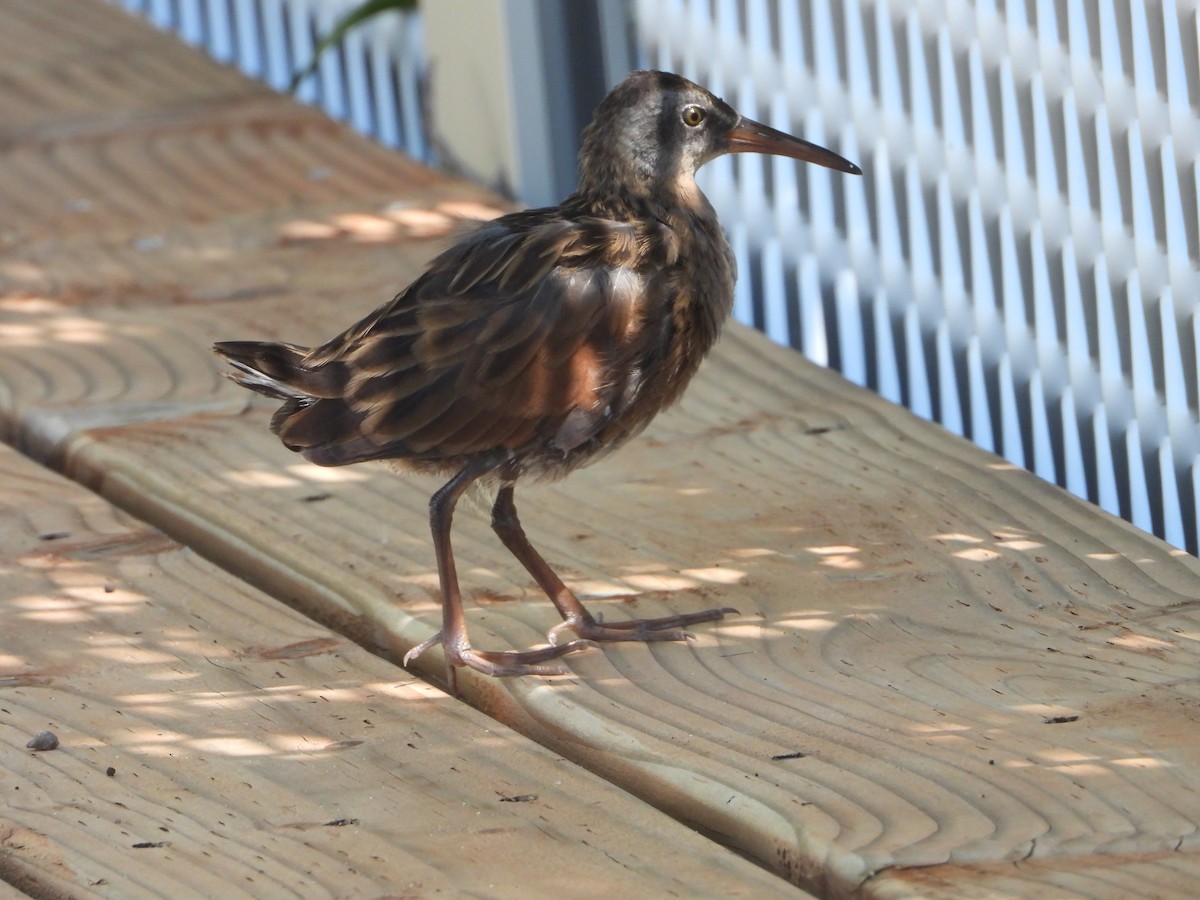 Virginia Rail - ML606678291