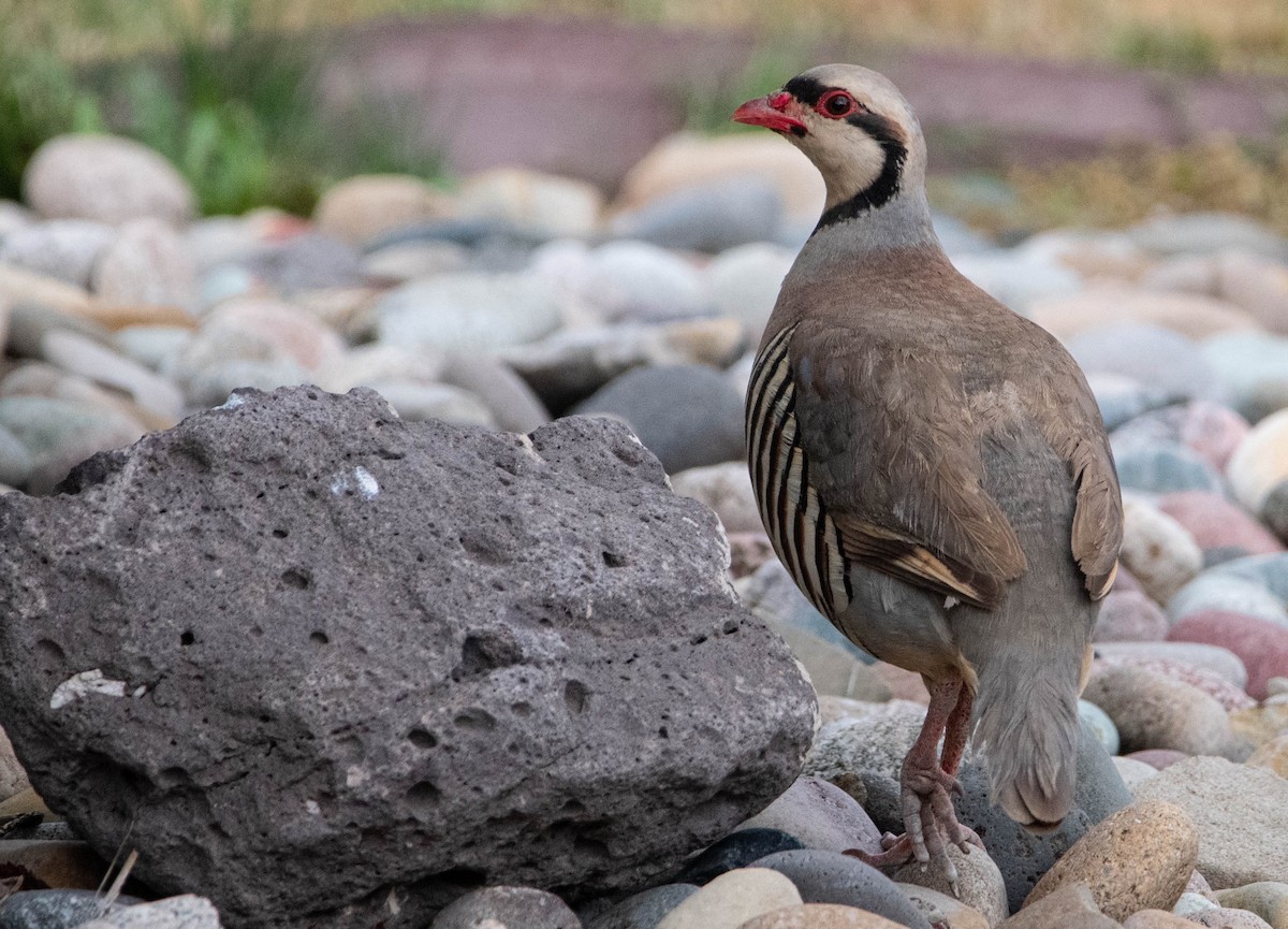 Chukar - ML606679181