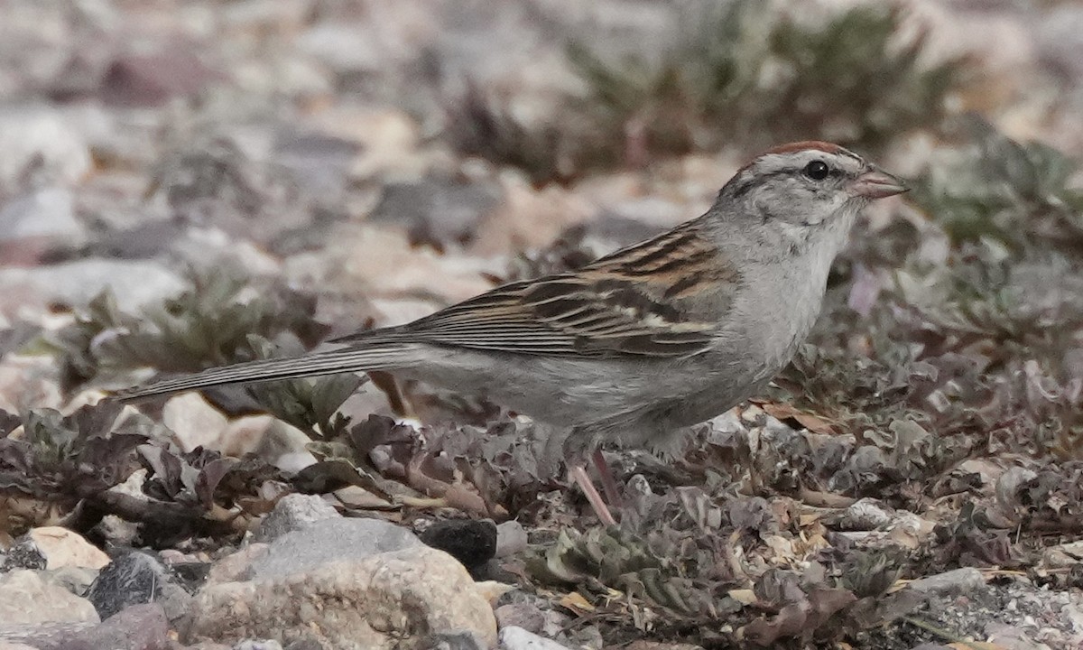 Chipping Sparrow - Charlene Fan