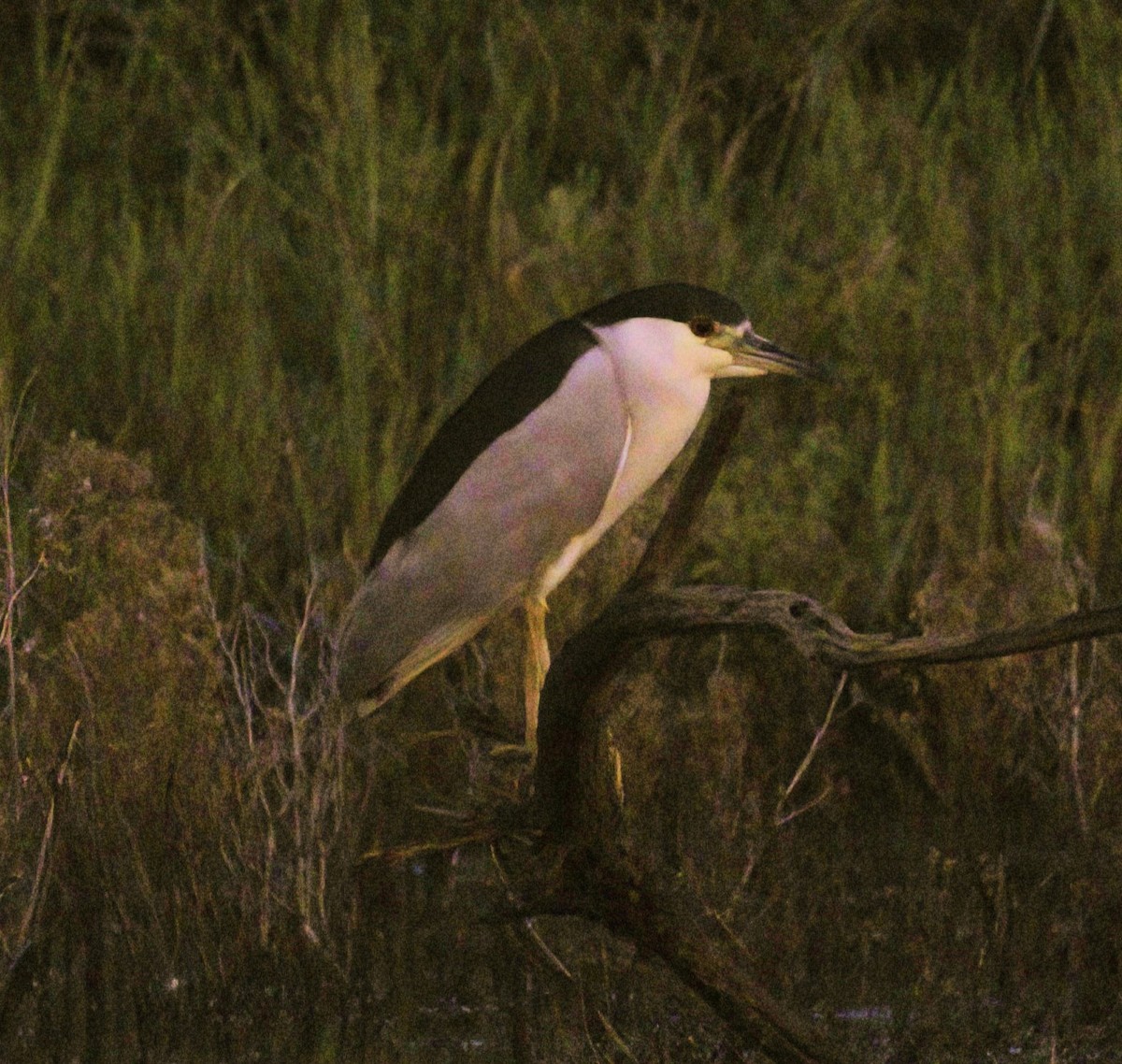 Black-crowned Night Heron - ML606680981