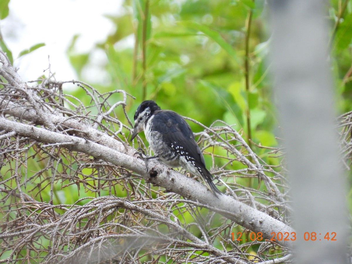 Black-backed Woodpecker - ML606682521
