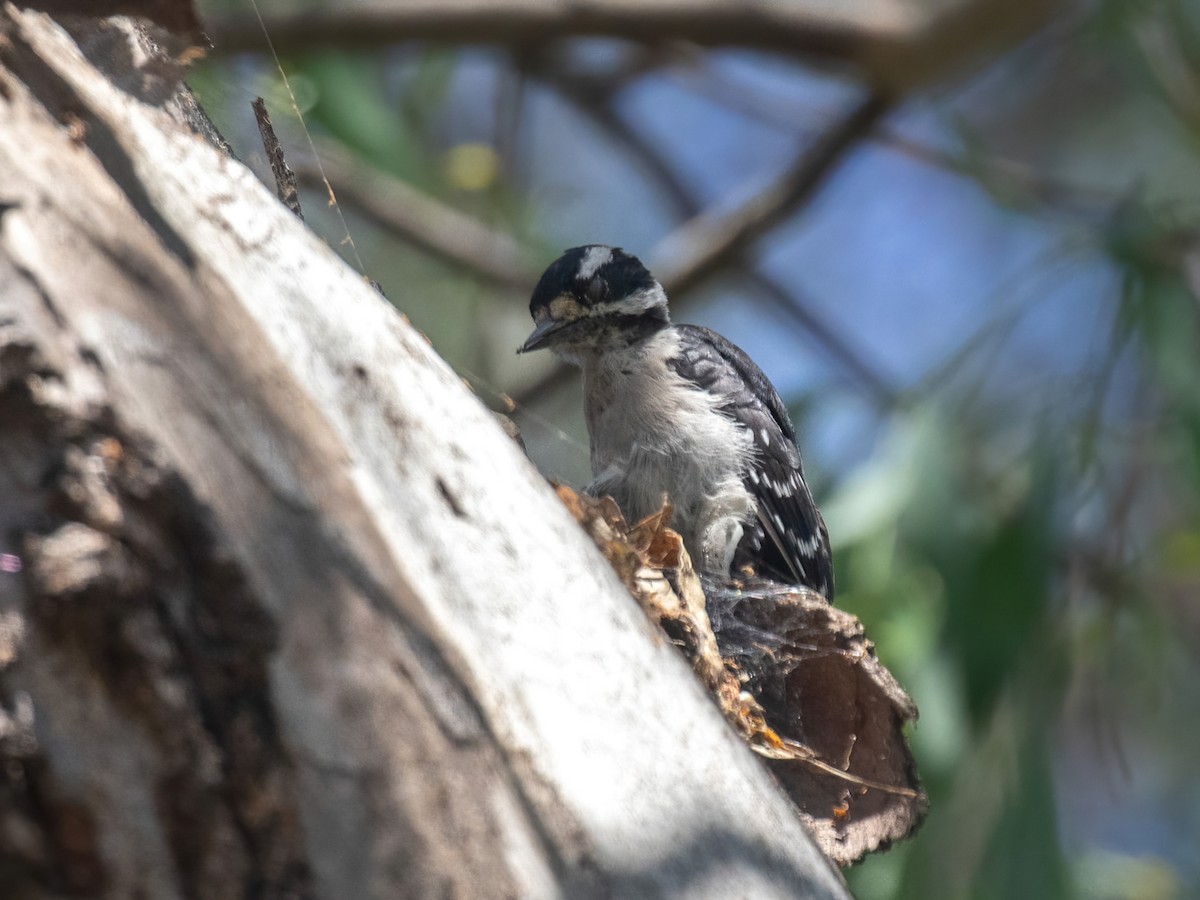 Downy Woodpecker - ML606682761