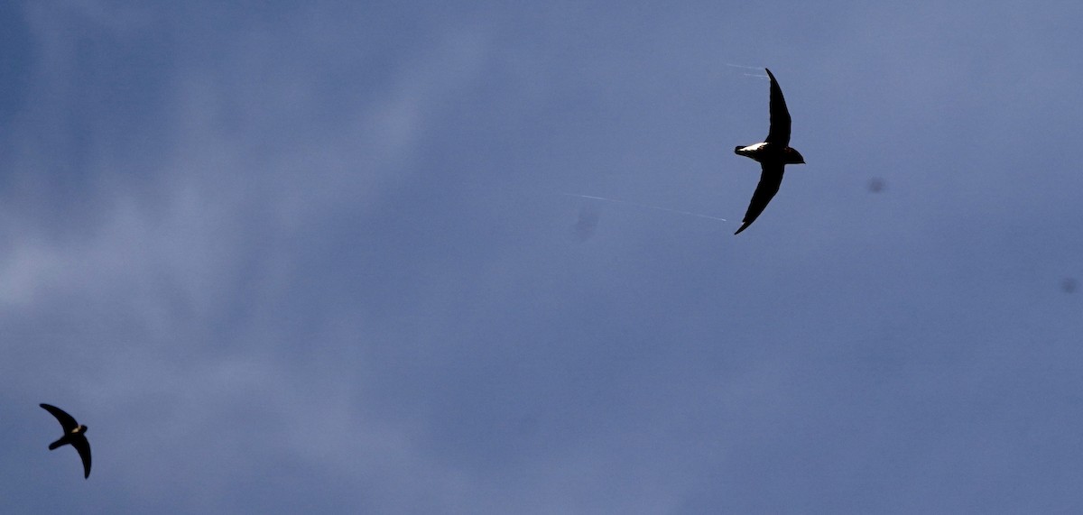 Brown-backed Needletail - ML606683461