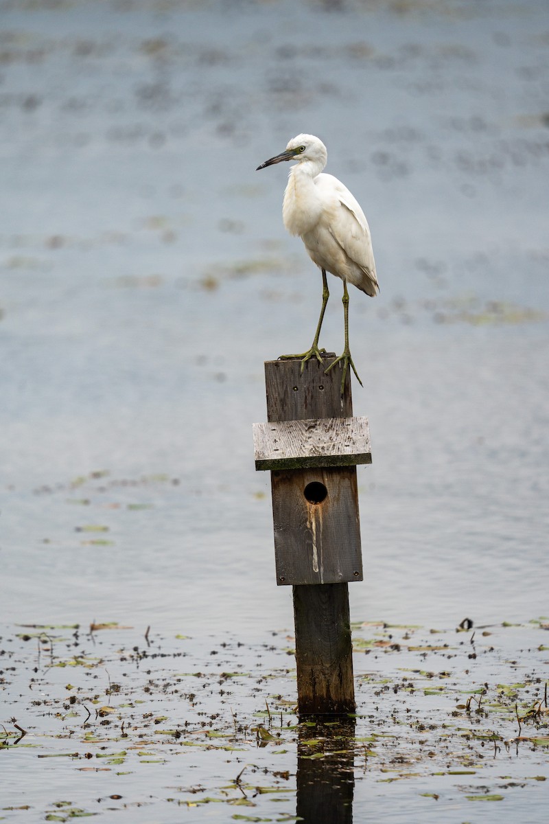 Little Blue Heron - ML606683821