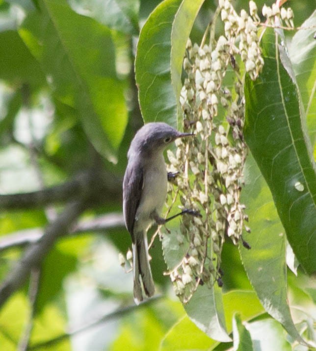 Blue-gray Gnatcatcher - Sandy Manter