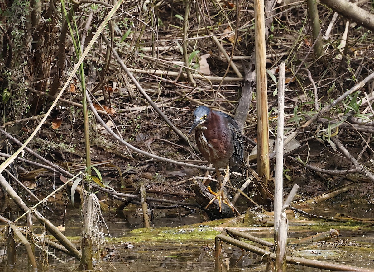 Green Heron - Phil Mozel