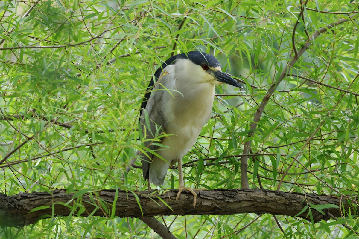 Black-crowned Night Heron - Phil Mozel