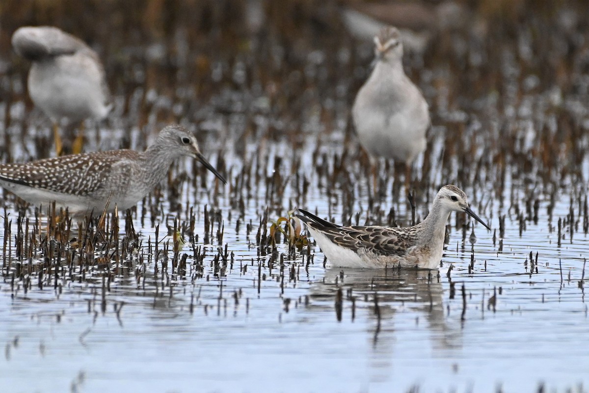 Wilson's Phalarope - Henry Trombley