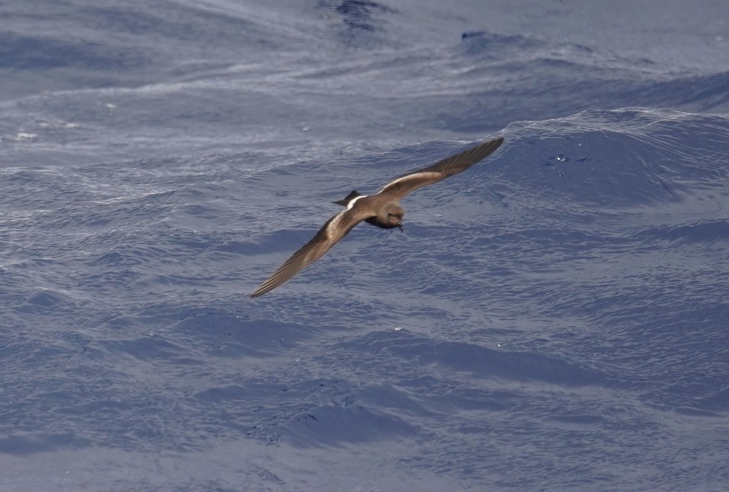 Band-rumped Storm-Petrel (Grant's) - Louis Dentiste