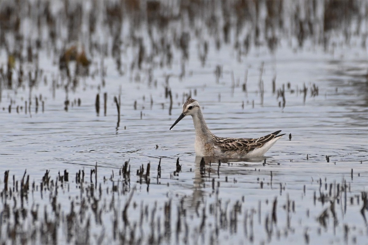 Wilson's Phalarope - Henry Trombley