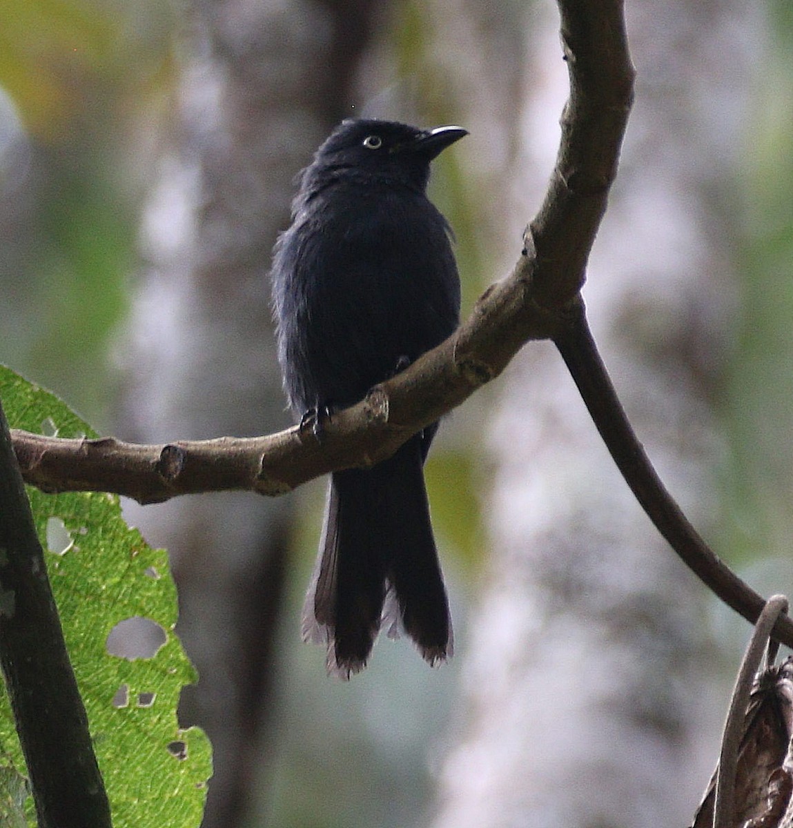 Yellow-eyed Black-Flycatcher - ML606686001