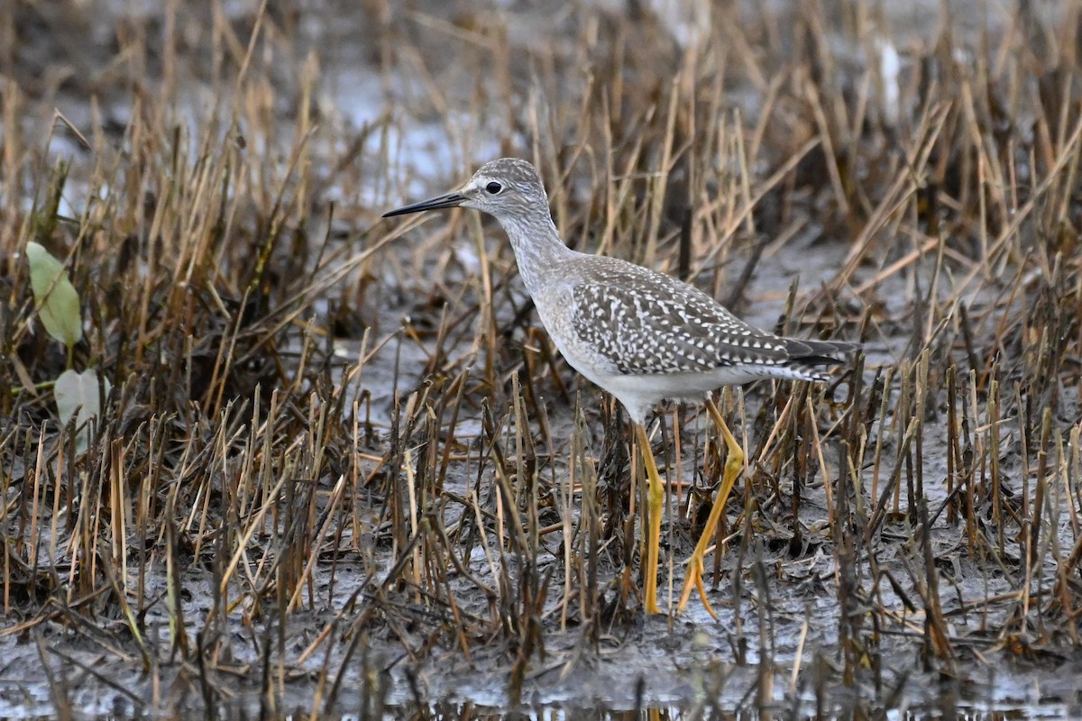 Lesser Yellowlegs - Henry Trombley