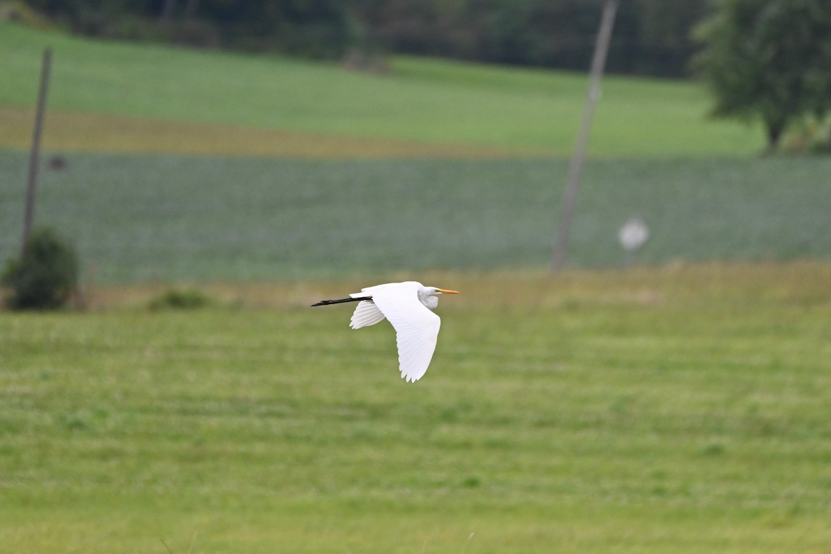 Great Egret - Henry Trombley