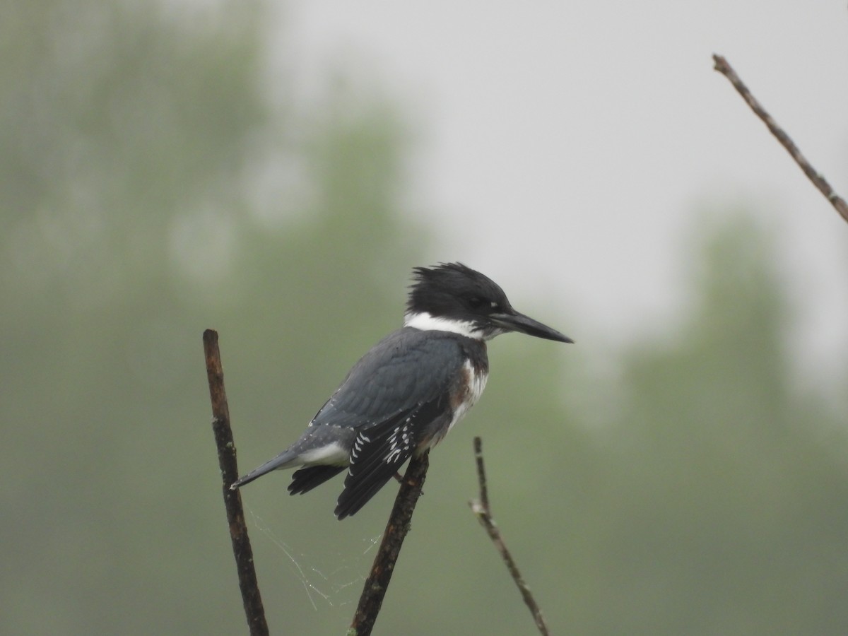 Belted Kingfisher - Maria Cohoon