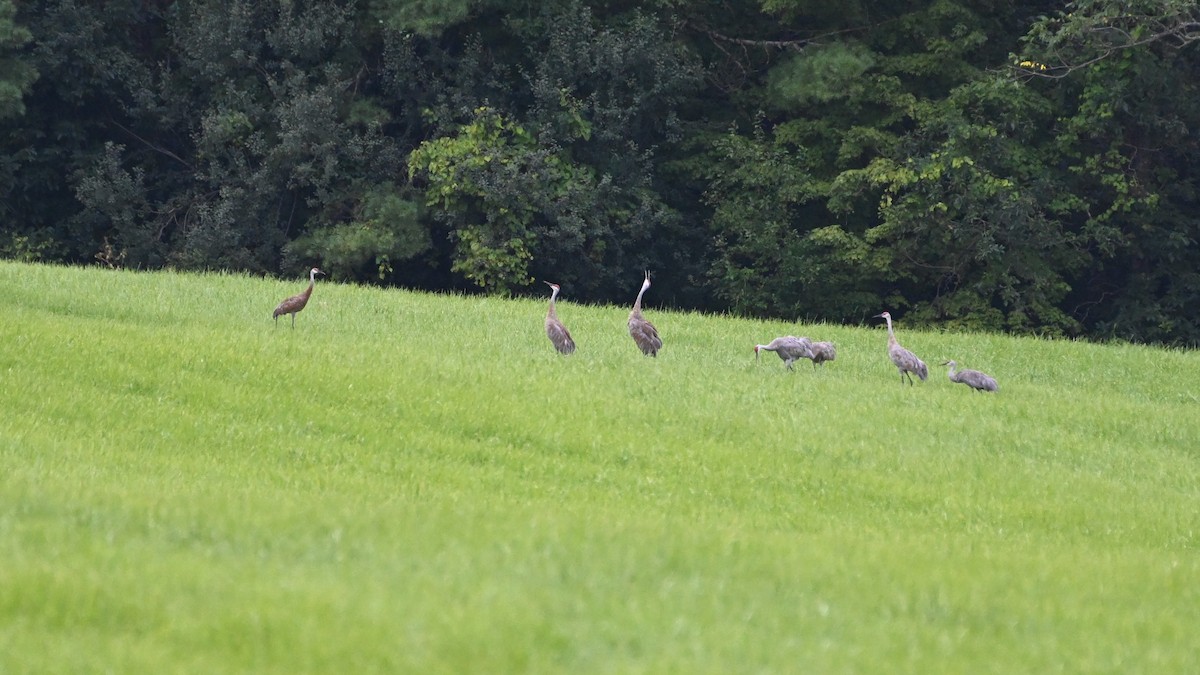 Sandhill Crane - Henry Trombley