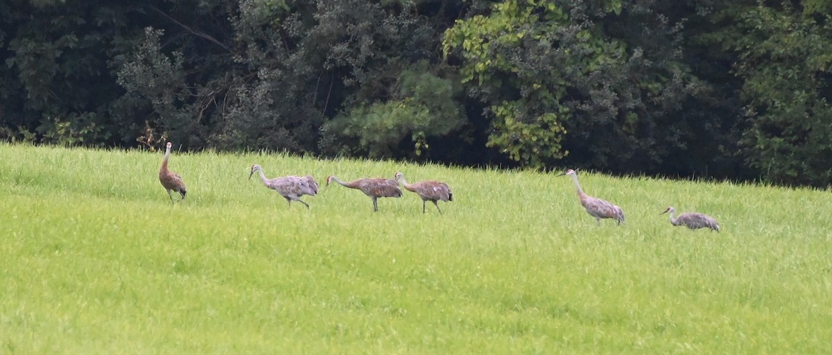 Sandhill Crane - Henry Trombley