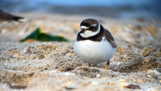 Semipalmated Plover - ML606687321