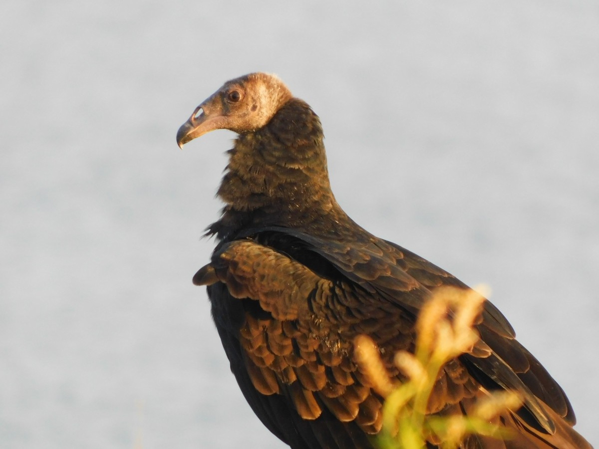 Turkey Vulture - ML606688201