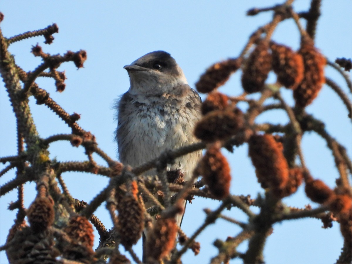 Purple Martin - ML606688261