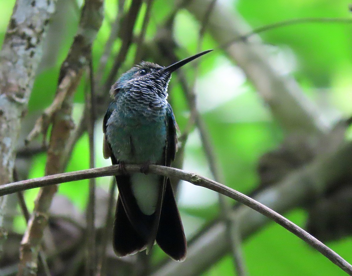 Colibrí de Buffon - ML606689261