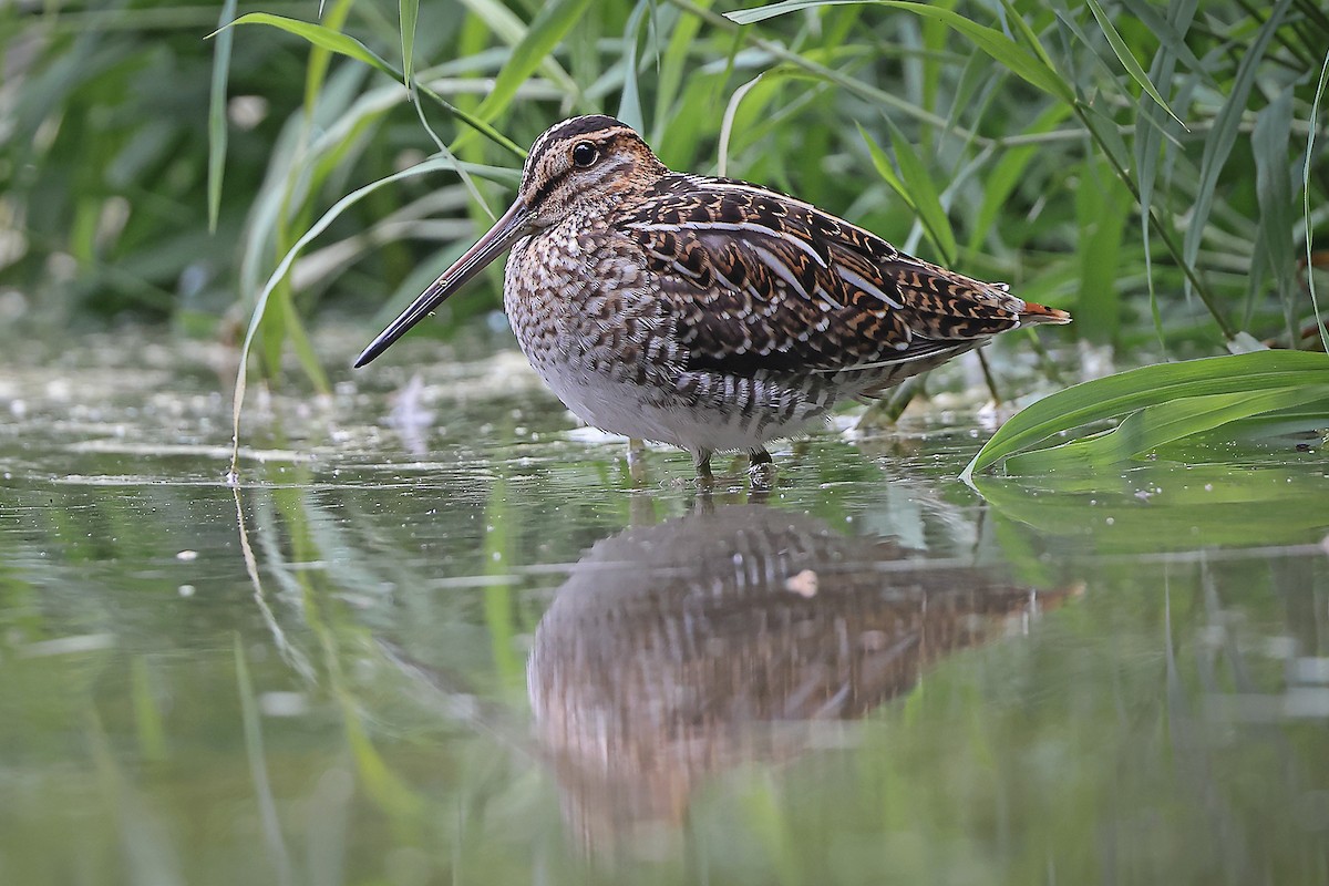 Wilson's Snipe - ML606690311