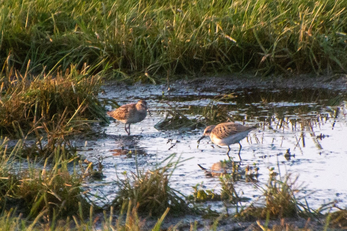 Semipalmated Sandpiper - ML606690621