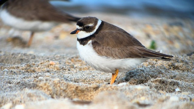 Semipalmated Plover - ML606691251