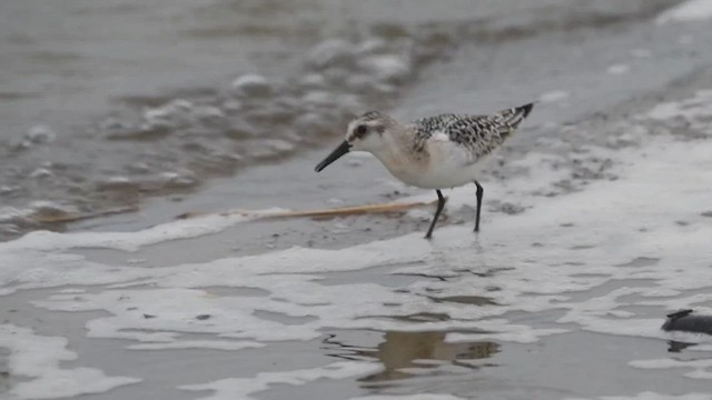 Bécasseau sanderling - ML606691761