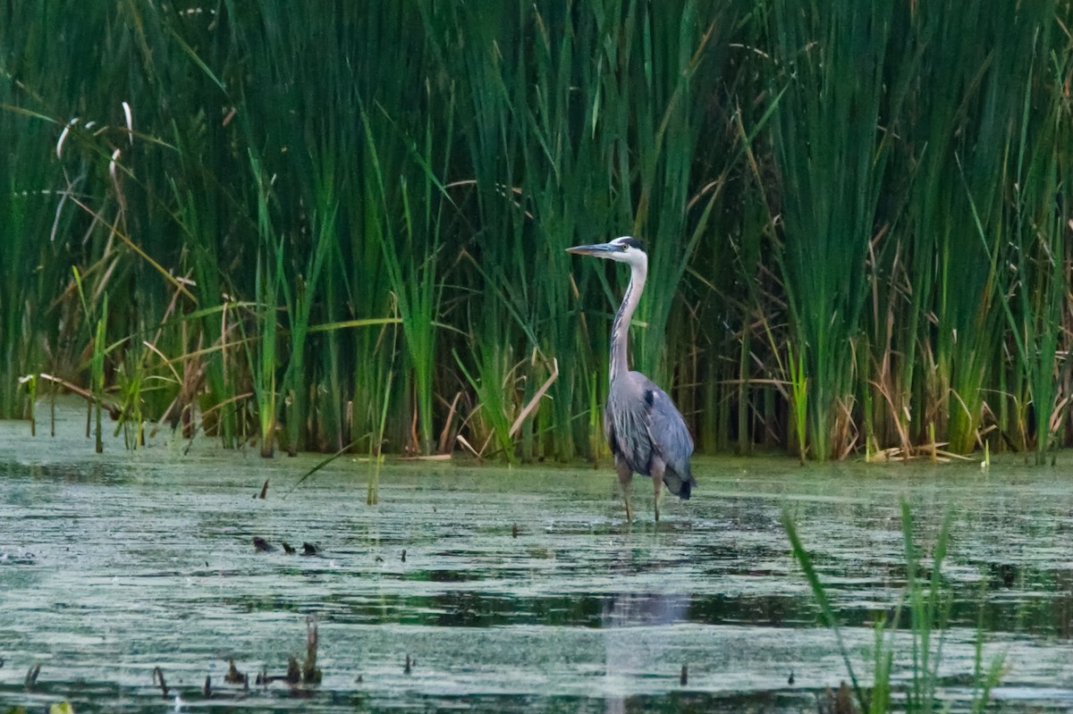 Great Blue Heron - ML606692341