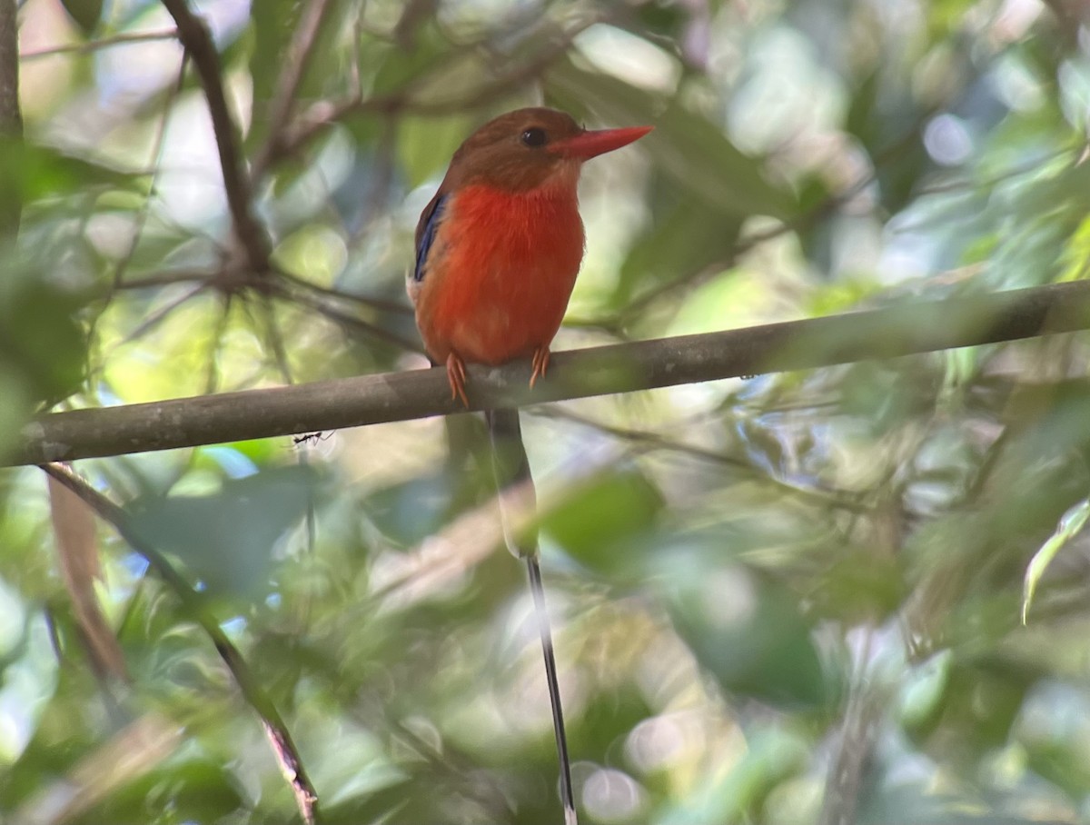 Brown-headed Paradise-Kingfisher - ML606692751