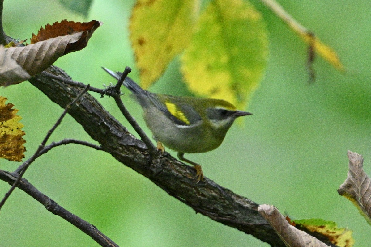 gullvingeparula/blåvingeparula - ML606694691